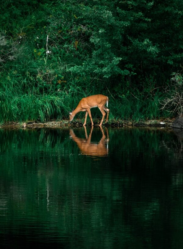 Psalm 42: Battling Depression with Hope in God